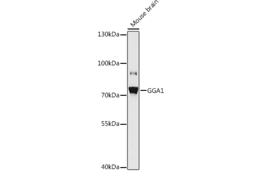 Western Blot - Anti-GGA1 Antibody (A93067) - Antibodies.com