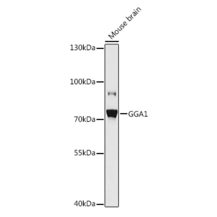 Western Blot - Anti-GGA1 Antibody (A93067) - Antibodies.com