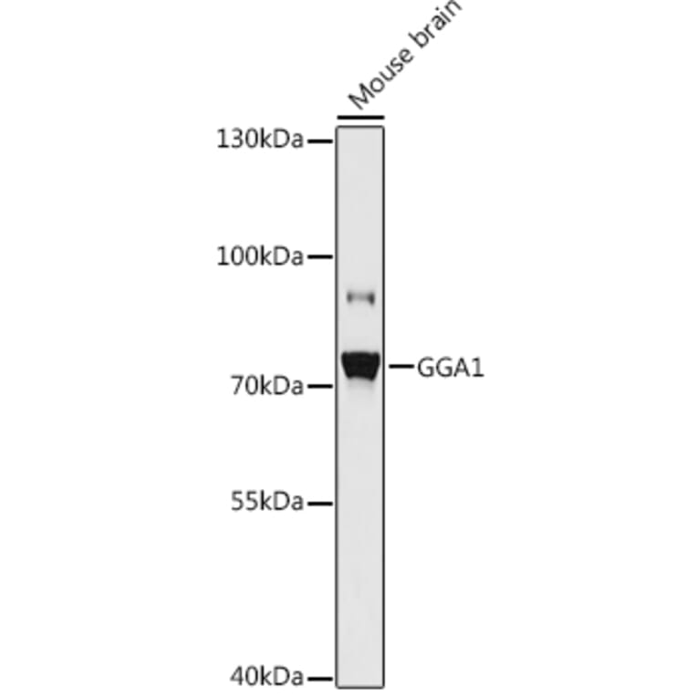 Western Blot - Anti-GGA1 Antibody (A93067) - Antibodies.com