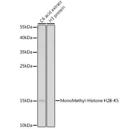 Western Blot - Anti-Histone H2B (mono methyl Lys5) Antibody (A93072) - Antibodies.com