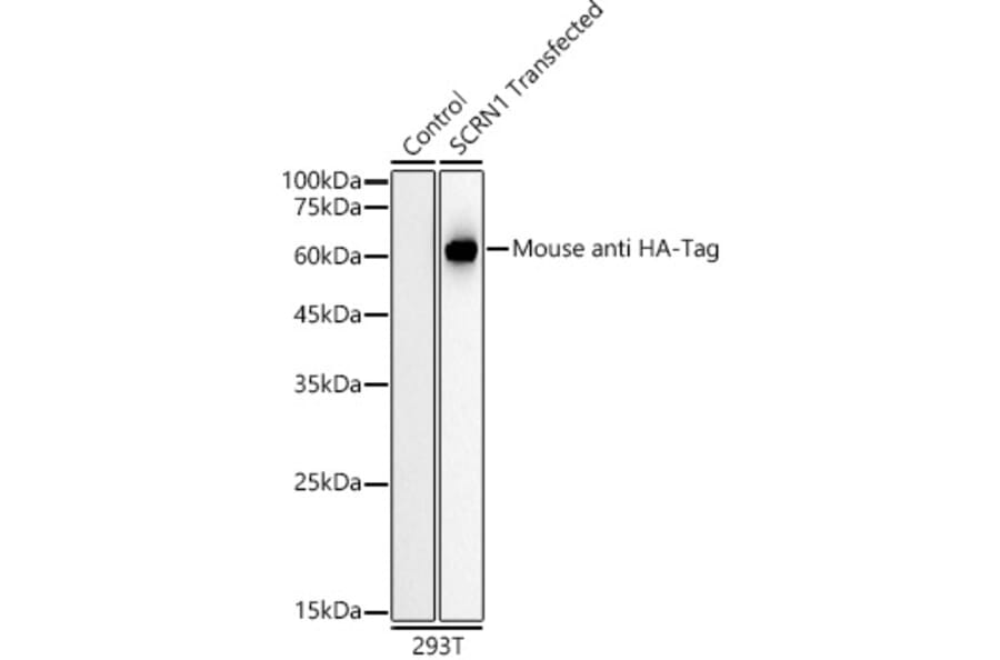 Western Blot - Anti-HA Tag Antibody [AMC0512] (HRP) (A93073) - Antibodies.com