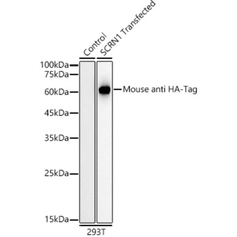 Western Blot - Anti-HA Tag Antibody [AMC0512] (HRP) (A93073) - Antibodies.com