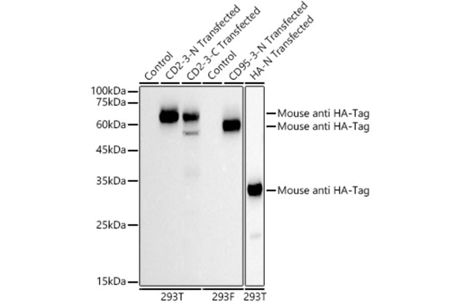 Western Blot - Anti-HA Tag Antibody [AMC0512] (HRP) (A93073) - Antibodies.com