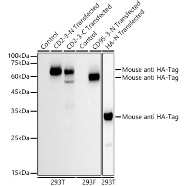 Western Blot - Anti-HA Tag Antibody [AMC0512] (HRP) (A93073) - Antibodies.com