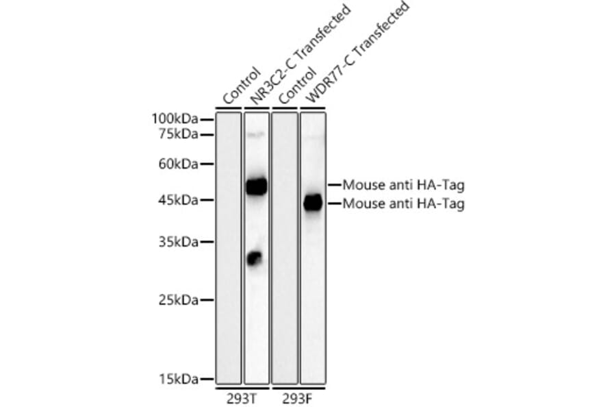 Western Blot - Anti-HA Tag Antibody [AMC0512] (HRP) (A93073) - Antibodies.com