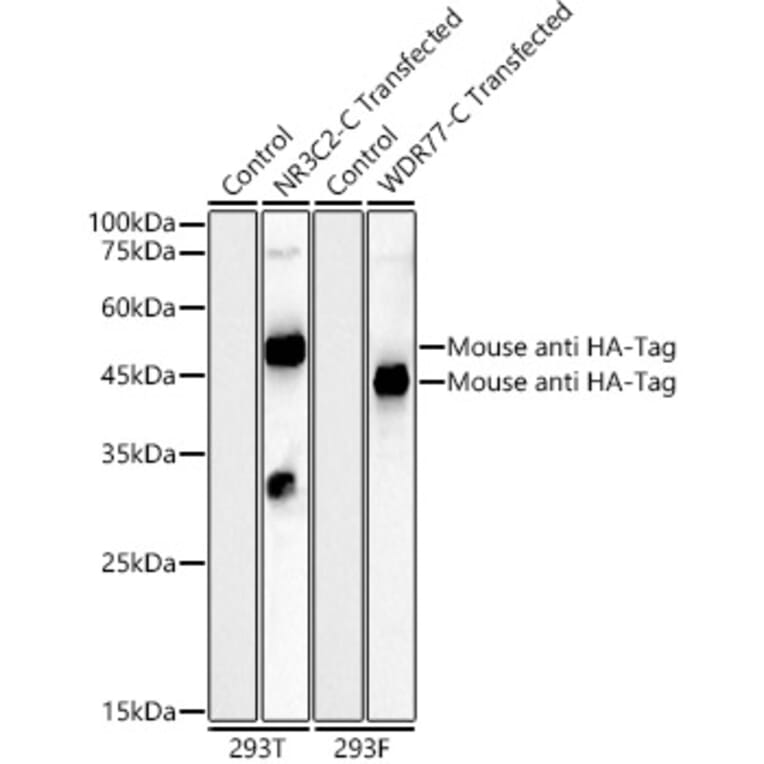 Western Blot - Anti-HA Tag Antibody [AMC0512] (HRP) (A93073) - Antibodies.com