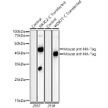 Western Blot - Anti-HA Tag Antibody [AMC0512] (HRP) (A93073) - Antibodies.com