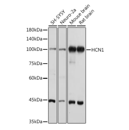 Western Blot - Anti-HCN1 Antibody (A93074) - Antibodies.com