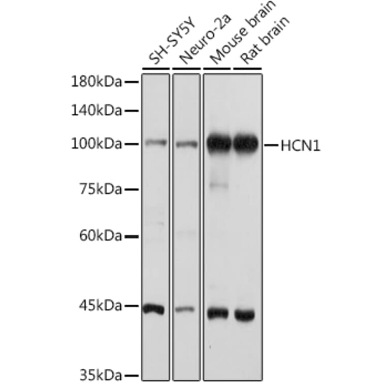 Western Blot - Anti-HCN1 Antibody (A93074) - Antibodies.com