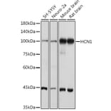 Western Blot - Anti-HCN1 Antibody (A93074) - Antibodies.com