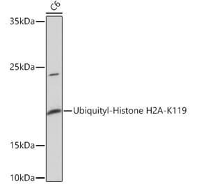 Western Blot - Anti-Histone H2A Antibody (A93076) - Antibodies.com
