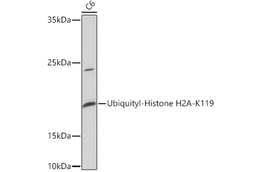 Western Blot - Anti-Histone H2A Antibody (A93076) - Antibodies.com