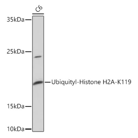 Western Blot - Anti-Histone H2A Antibody (A93076) - Antibodies.com