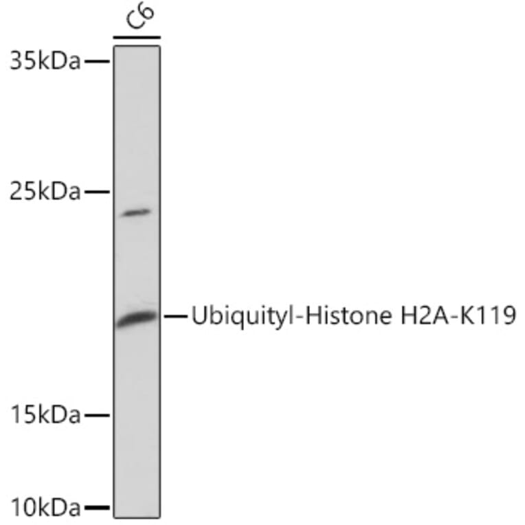 Western Blot - Anti-Histone H2A Antibody (A93076) - Antibodies.com