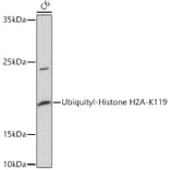 Western Blot - Anti-Histone H2A Antibody (A93076) - Antibodies.com