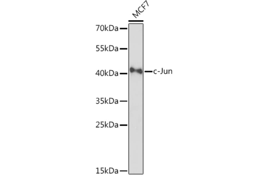 Western Blot - Anti-c-Jun Antibody (A93087) - Antibodies.com