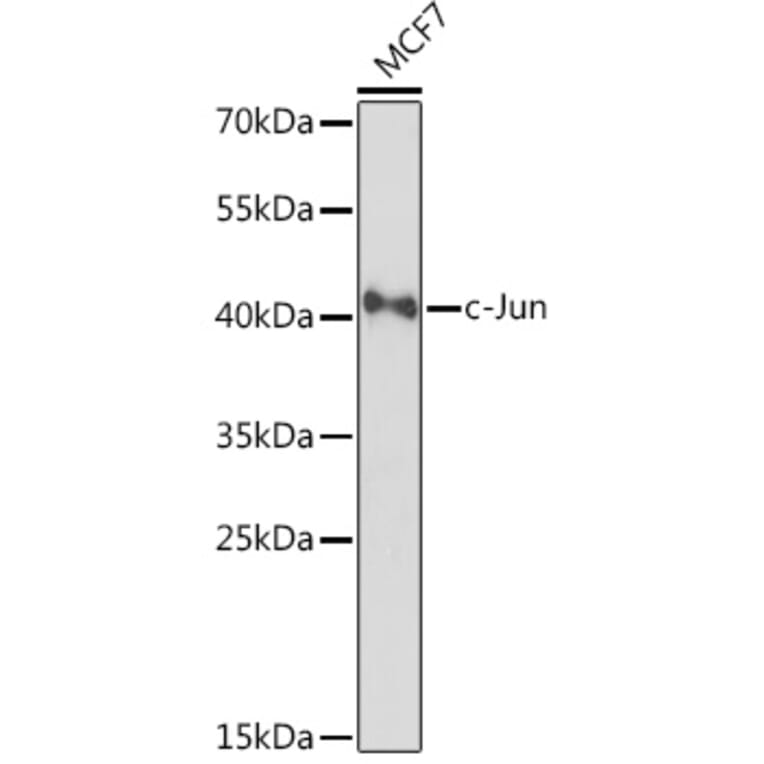 Western Blot - Anti-c-Jun Antibody (A93087) - Antibodies.com