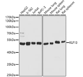 Western Blot - Anti-KLF13 Antibody (A93089) - Antibodies.com