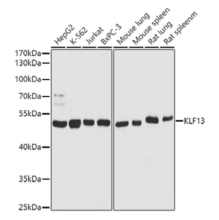 Western Blot - Anti-KLF13 Antibody (A93089) - Antibodies.com