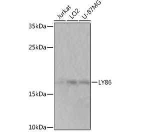 Western Blot - Anti-MD1 Antibody (A93091) - Antibodies.com
