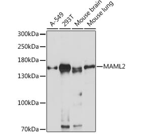 Western Blot - Anti-MAML2 Antibody (A93093) - Antibodies.com
