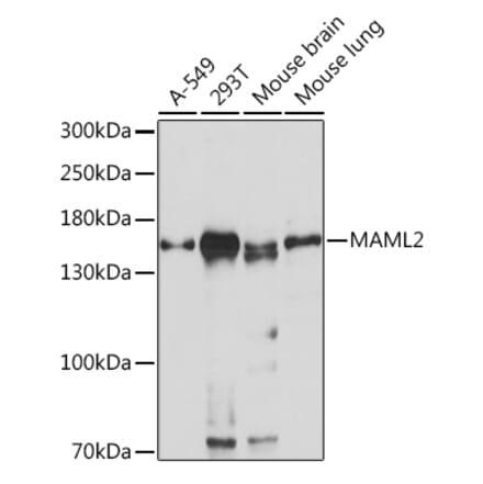 Western Blot - Anti-MAML2 Antibody (A93093) - Antibodies.com