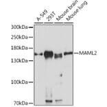 Western Blot - Anti-MAML2 Antibody (A93093) - Antibodies.com