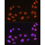 Immunofluorescence - Anti-MAML2 Antibody (A93093) - Antibodies.com