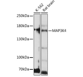 Western Blot - Anti-MAP3K4 Antibody (A93094) - Antibodies.com