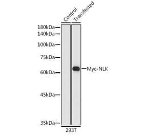 Western Blot - Anti-Myc Tag Antibody [AMC0048] (HRP) (A93098) - Antibodies.com