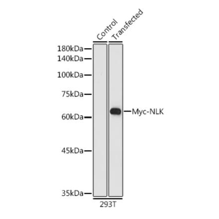 Western Blot - Anti-Myc Tag Antibody [AMC0048] (HRP) (A93098) - Antibodies.com