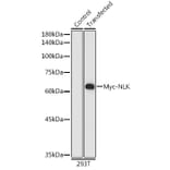 Western Blot - Anti-Myc Tag Antibody [AMC0048] (HRP) (A93098) - Antibodies.com