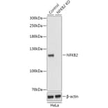 Western Blot - Anti-NFkB p100 / NFKB2 Antibody (A93099) - Antibodies.com