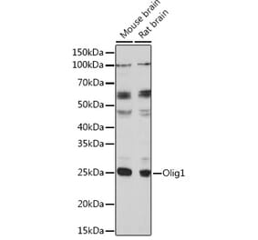 Western Blot - Anti-Olig1 Antibody (A93102) - Antibodies.com