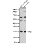 Western Blot - Anti-Olig1 Antibody (A93102) - Antibodies.com