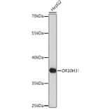 Western Blot - Anti-OR10H3 Antibody (A93104) - Antibodies.com