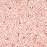 Immunohistochemistry - Anti-OR10H3 Antibody (A93104) - Antibodies.com