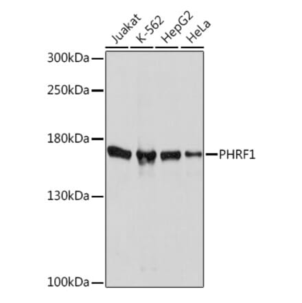 Western Blot - Anti-PHRF1 Antibody (A93110) - Antibodies.com