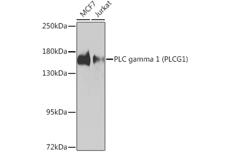 Western Blot - Anti-Phospholipase C gamma 1 / PLC-gamma-1 Antibody (A93112) - Antibodies.com