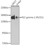 Western Blot - Anti-Phospholipase C gamma 1 / PLC-gamma-1 Antibody (A93112) - Antibodies.com