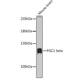 Western Blot - Anti-PGC1 beta Antibody (A93114) - Antibodies.com