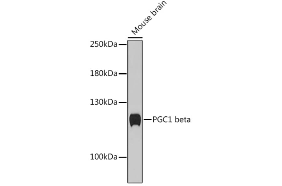 Western Blot - Anti-PGC1 beta Antibody (A93114) - Antibodies.com