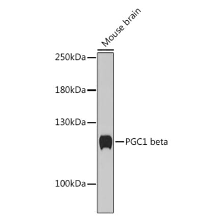 Western Blot - Anti-PGC1 beta Antibody (A93114) - Antibodies.com