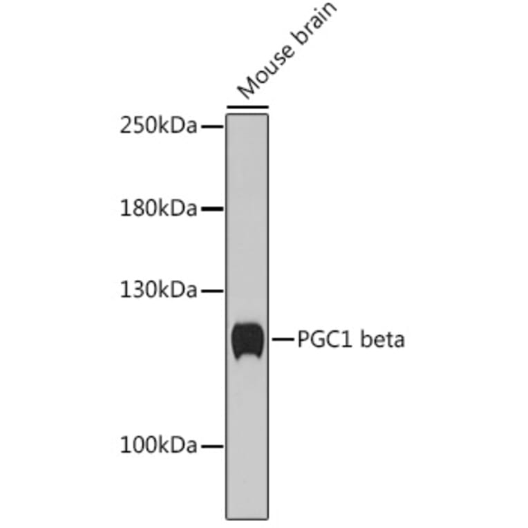 Western Blot - Anti-PGC1 beta Antibody (A93114) - Antibodies.com
