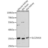 Western Blot - Anti-GDA Antibody (A93128) - Antibodies.com