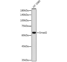 Western Blot - Anti-Smad2 Antibody (A93131) - Antibodies.com