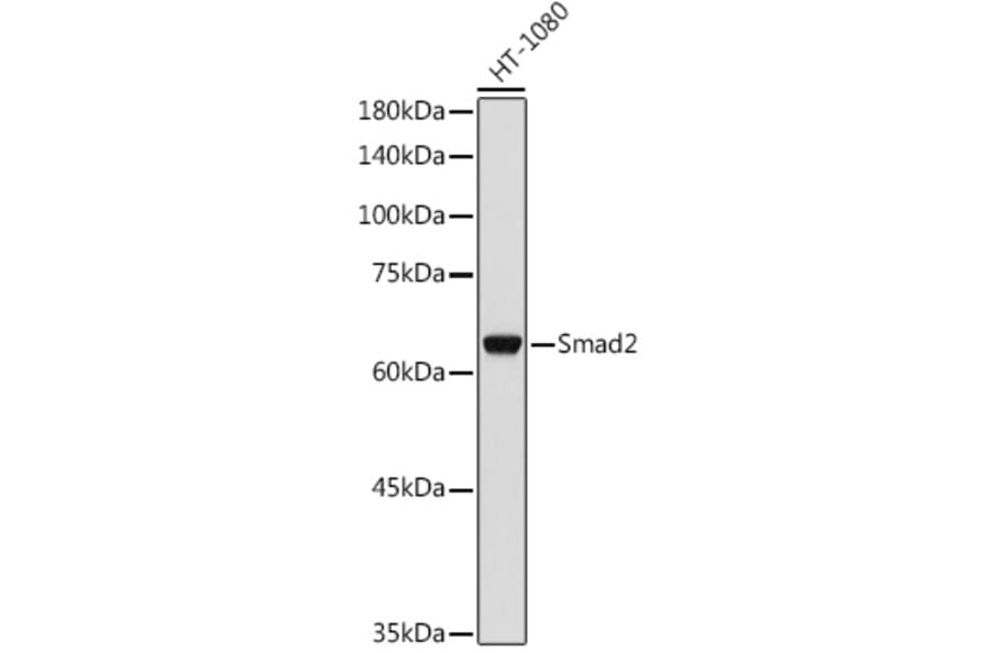 Western Blot - Anti-Smad2 Antibody (A93131) - Antibodies.com