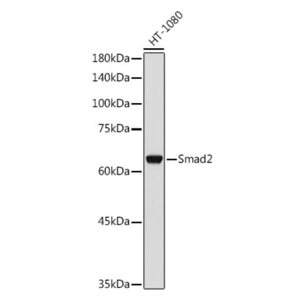 Western Blot - Anti-Smad2 Antibody (A93131) - Antibodies.com