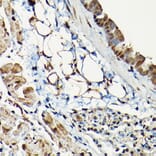 Immunohistochemistry - Anti-Smad2 Antibody (A93131) - Antibodies.com