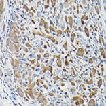 Immunohistochemistry - Anti-Smad2 Antibody (A93131) - Antibodies.com